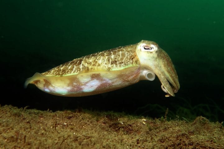 a mourning cuttlefish with yellow skin and eyes closing is seen underwater