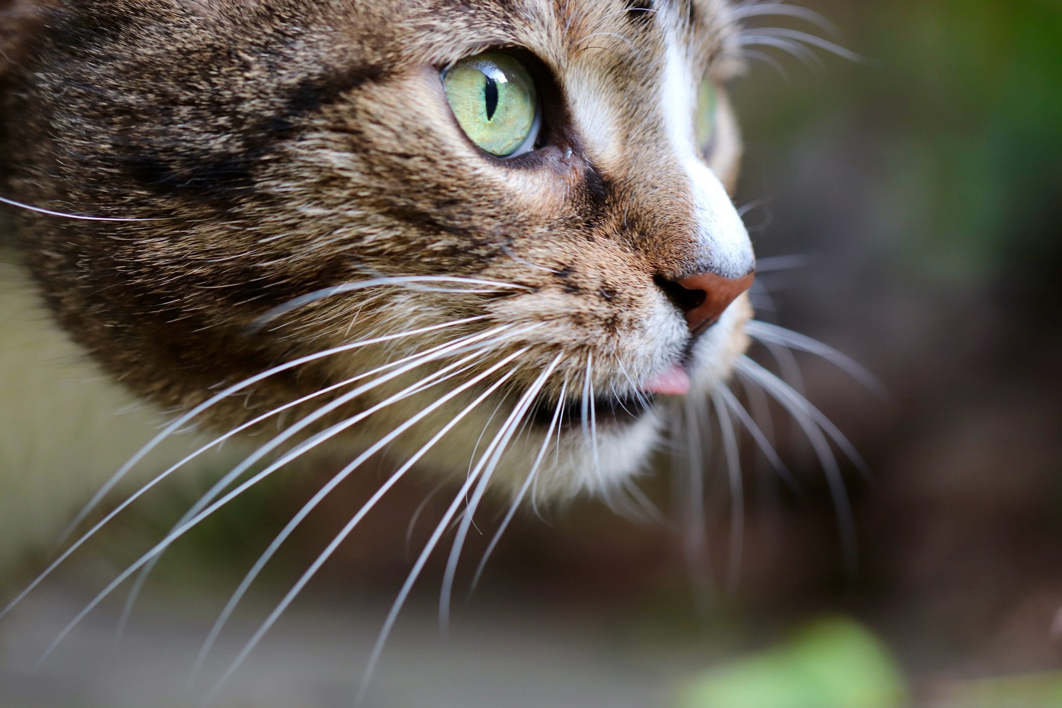 close up of a multicolored cat with green eyes and white whiskers sticks its tongue out