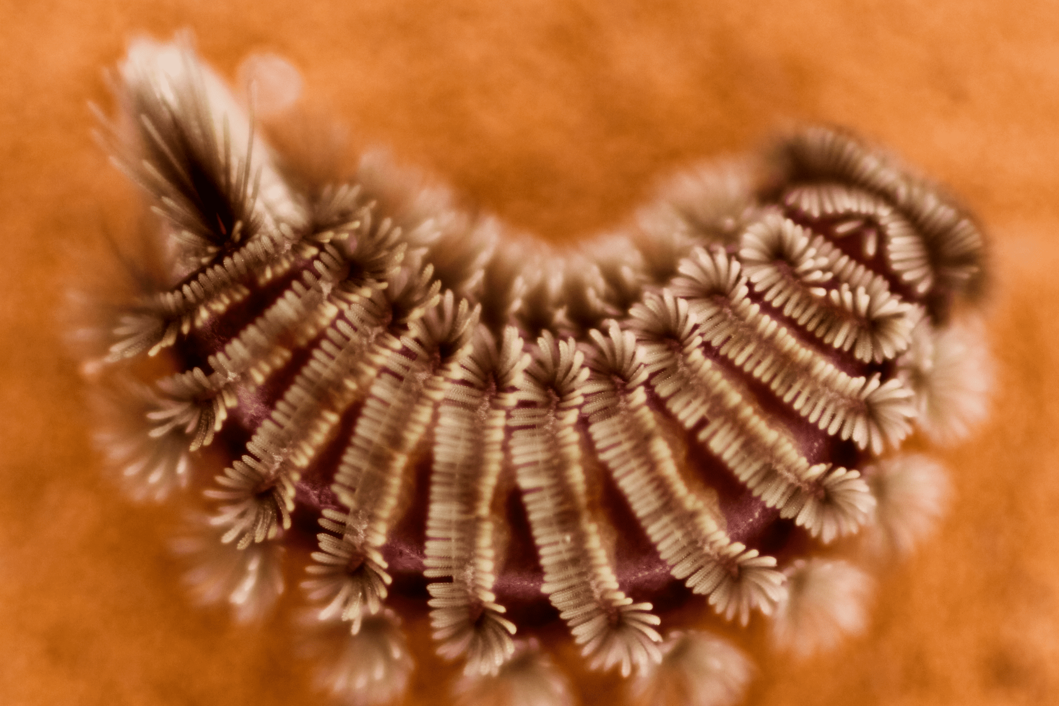 Brittle Insect Detachable Bristles Immobilize Ants — Biological Strategy — AskNature