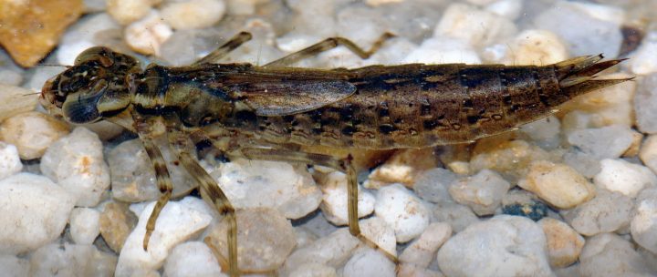 a larva of a dragonfly of the species Aeshna cyanea