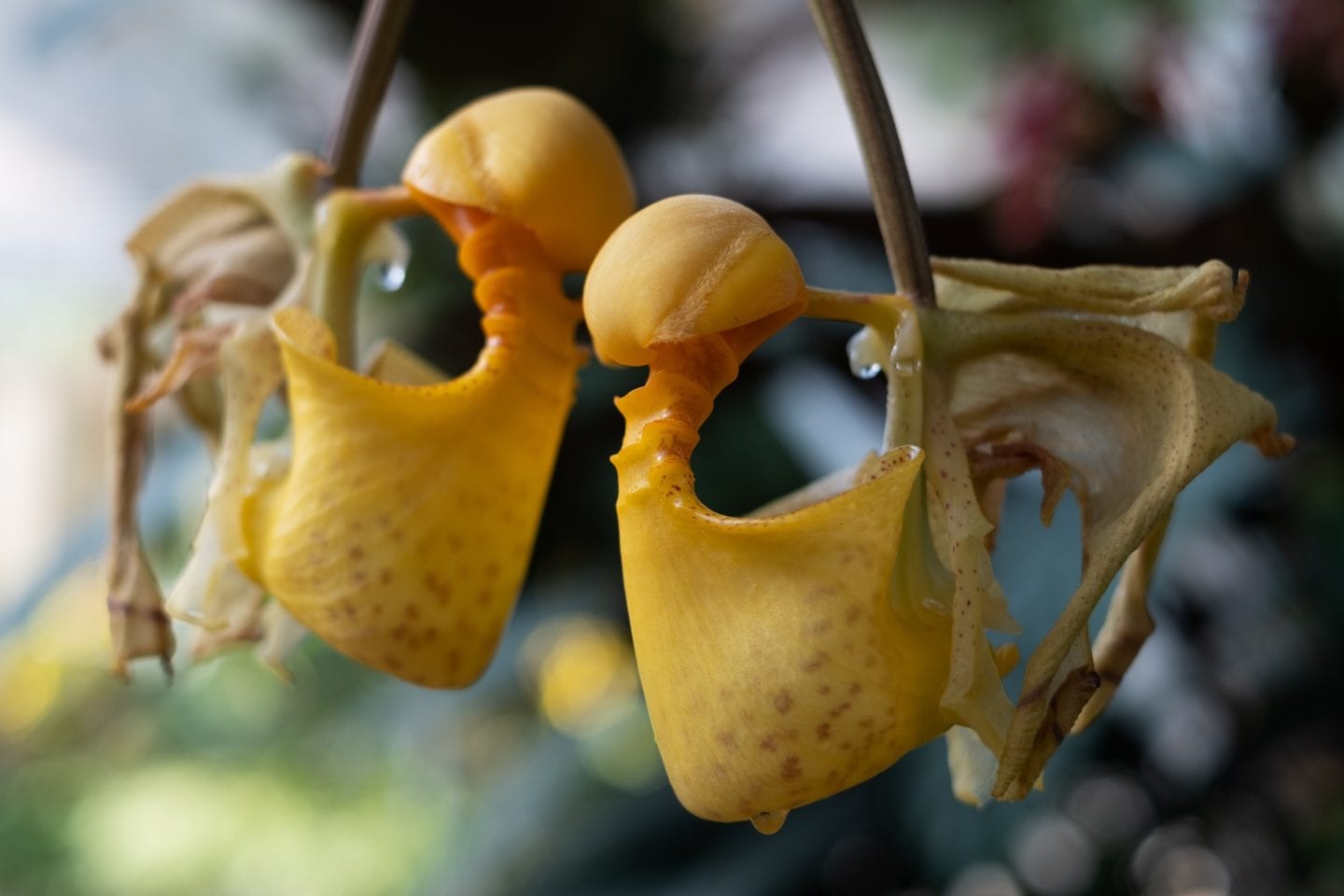 Orchids Capture Pollen — Biological Strategy — AskNature
