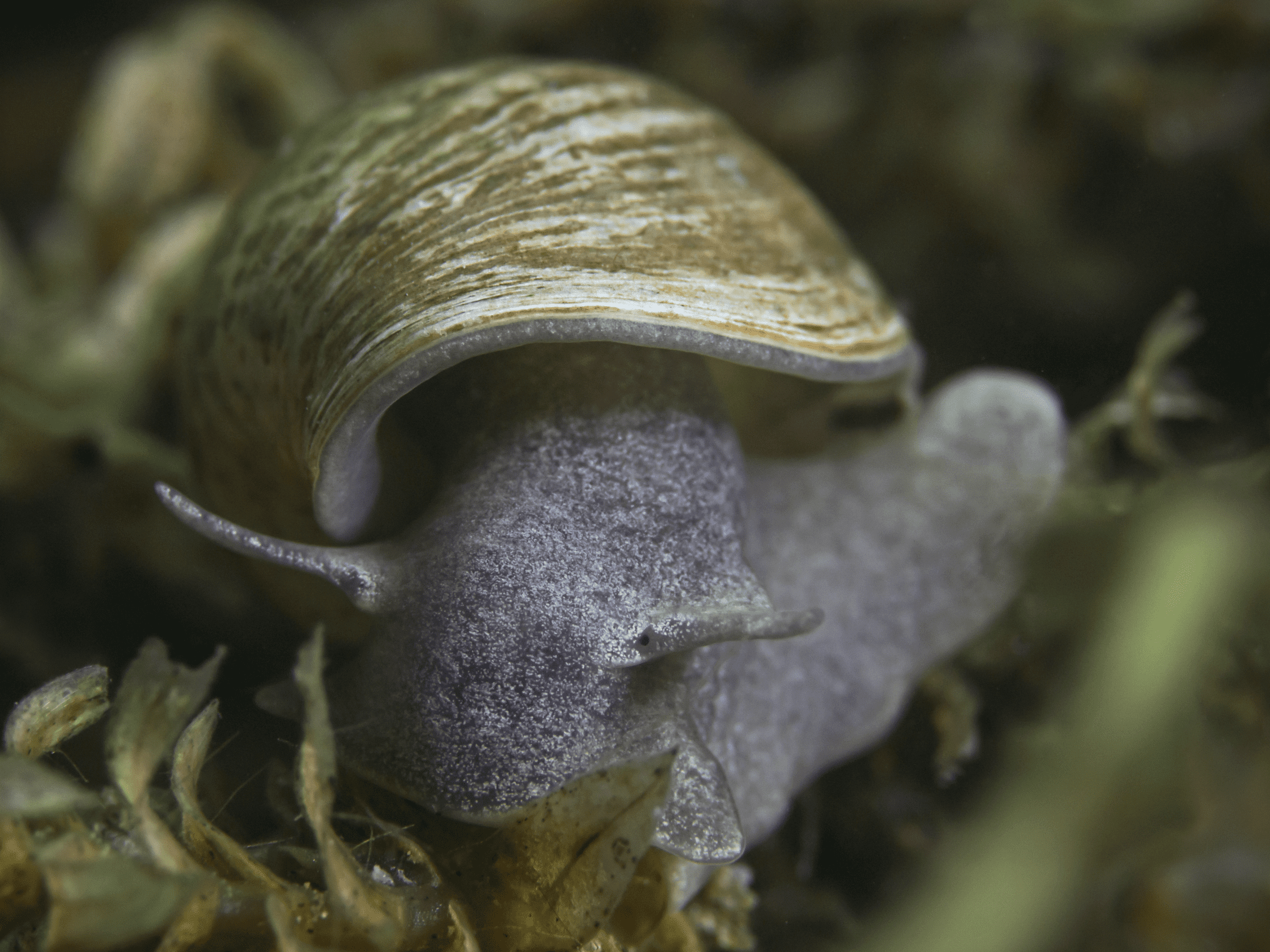 close up photograph of white snail on green plant underwater