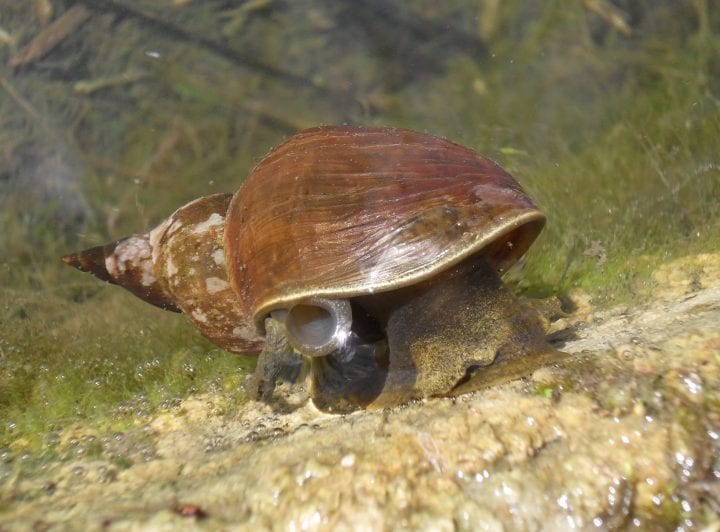 A snail with brown shell moves underwater.