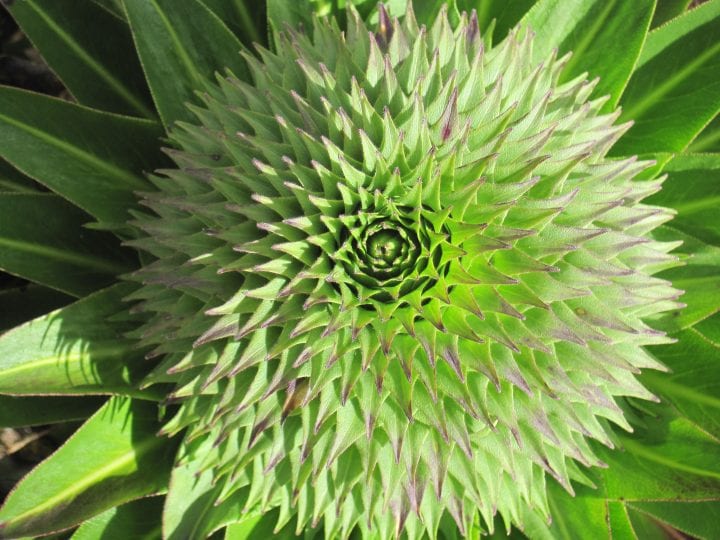 close up of a bright green plant in the shape of spiked rosettes