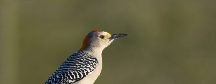 a bird with black and white speckled wings, a white body and splotches of red and yellow on its head stands on a wooden stake against a blurry background
