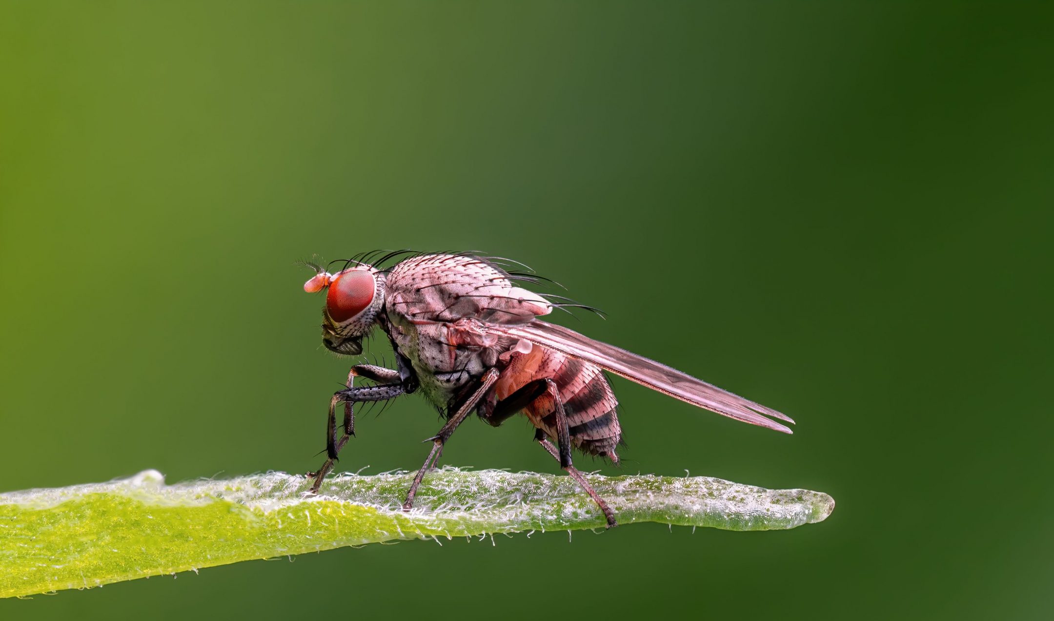 a close up of a fruit fly with a pinkish color body and big red eyes sits on a leaf against a blurry background