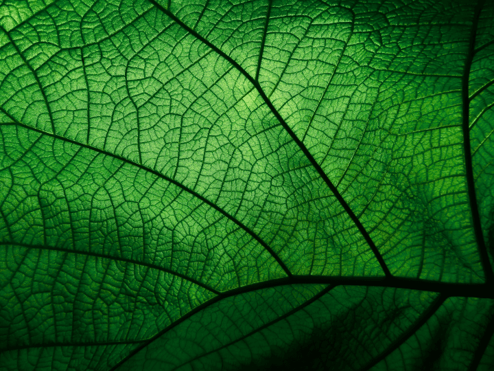 green leaf in close up photograph