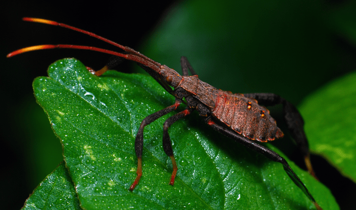 brown, red and black insect on green leaf
