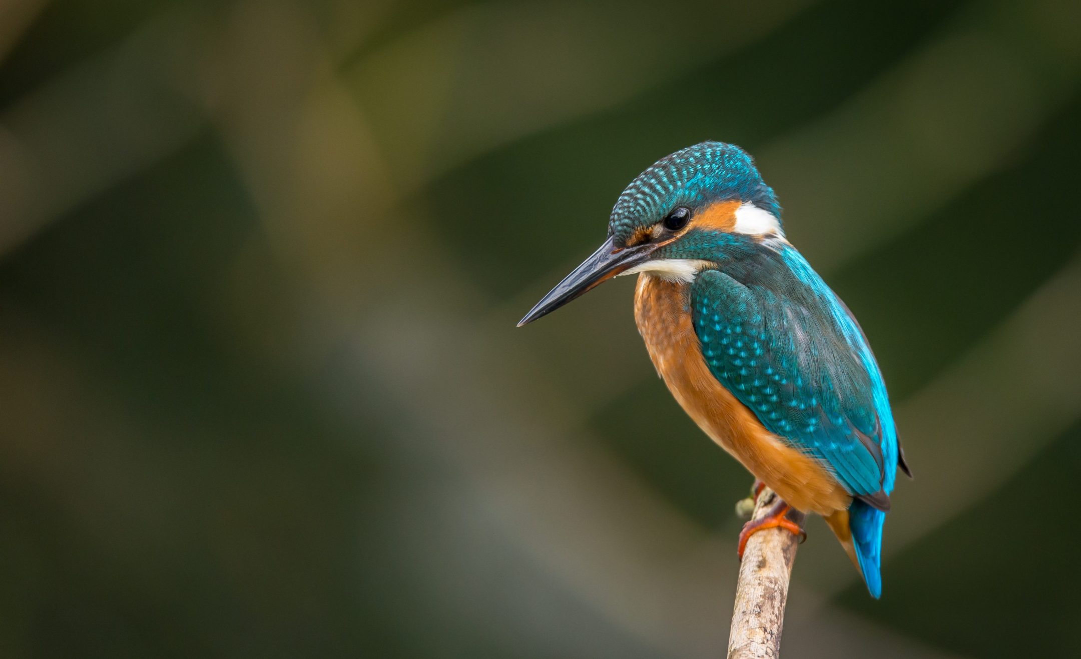 an orange and blue kingfisher sits on a tree branch against a blurry background