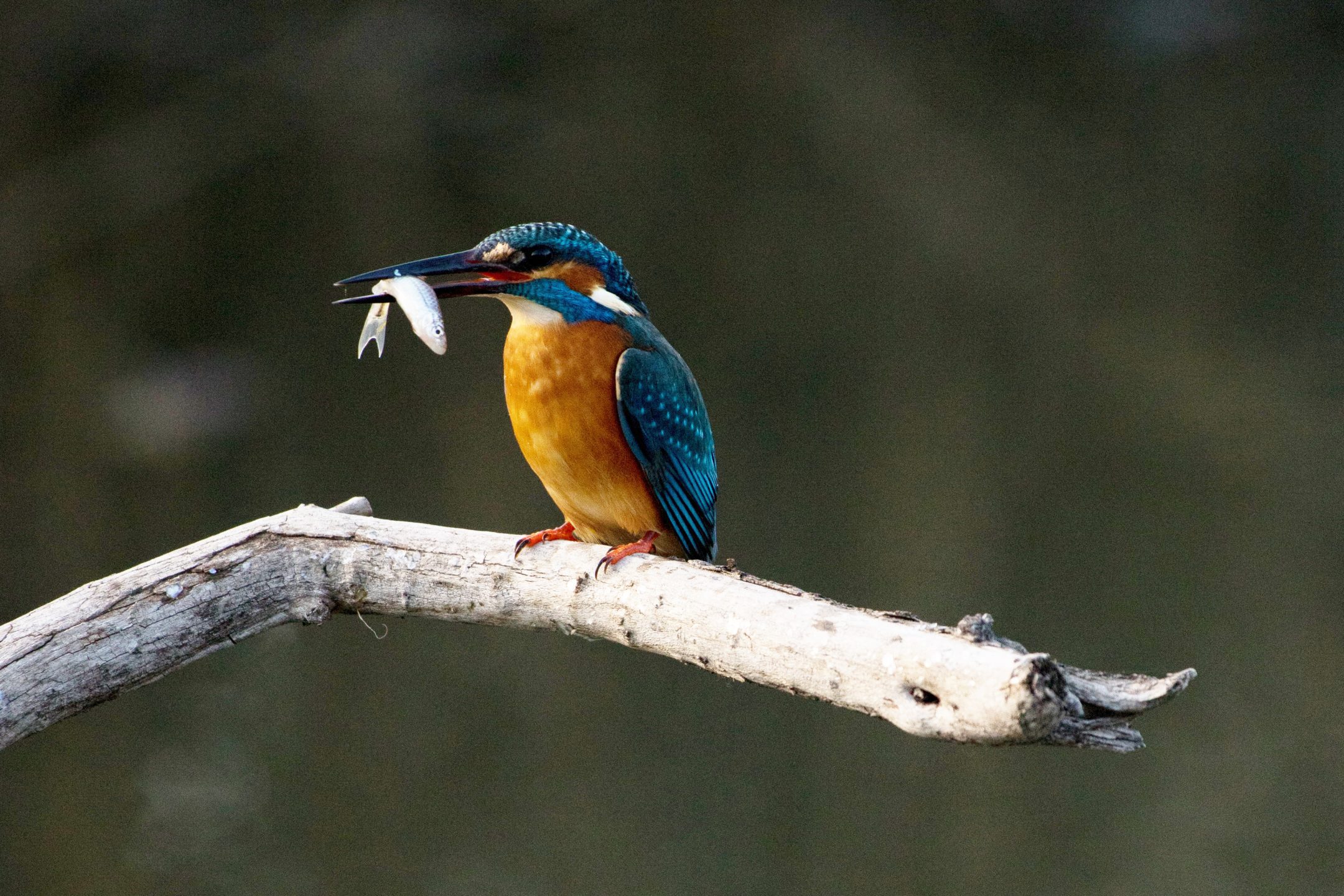 a blue bird with a long beak holds a fish while sitting on a tree branch