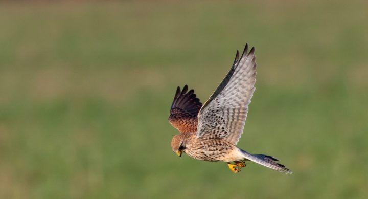 an apex bird turns its head down in flight while hunting