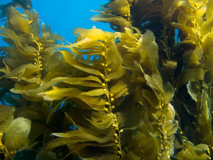 stalks of yellow kelp fill the frame underwater, each stem is crowded with long skinny leaves and small gas-filled balls