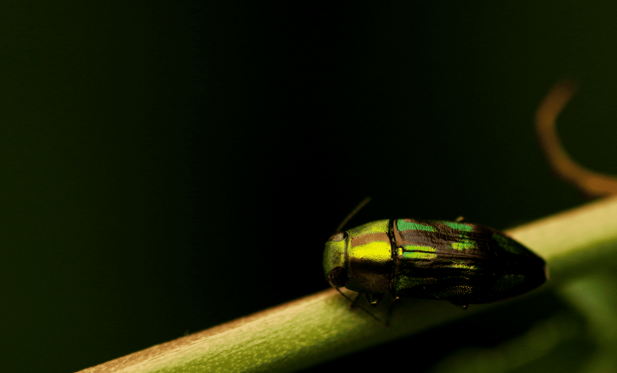 green and red metallic beetle on a green plant