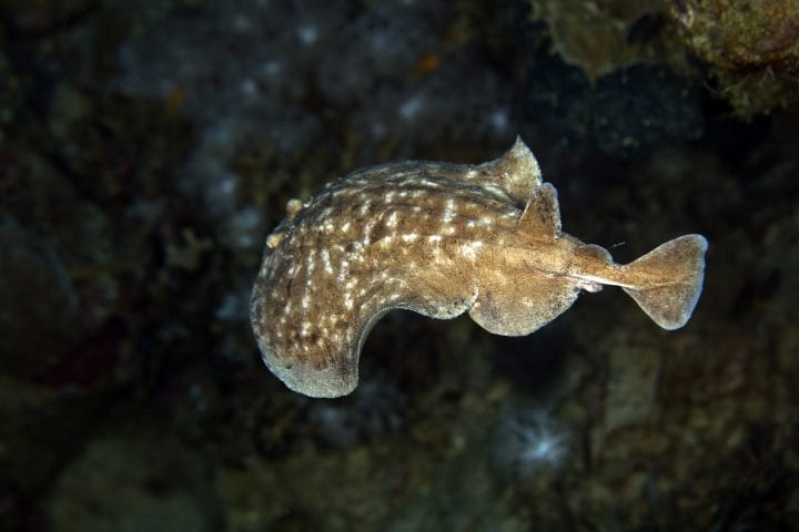 brown and white spotted pacific electric ray swimming