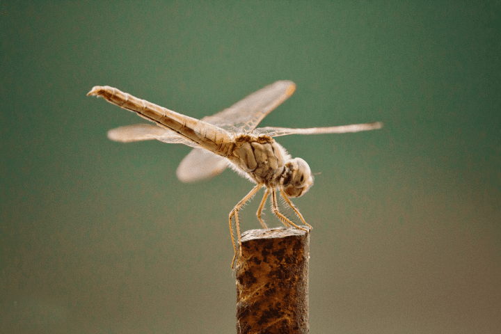 brown and green dragonfly perched on brown wooden stick in close up photograph during the daytime