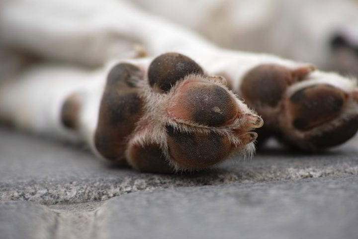close up of a white dog's foot pads are seen as a dog lays down