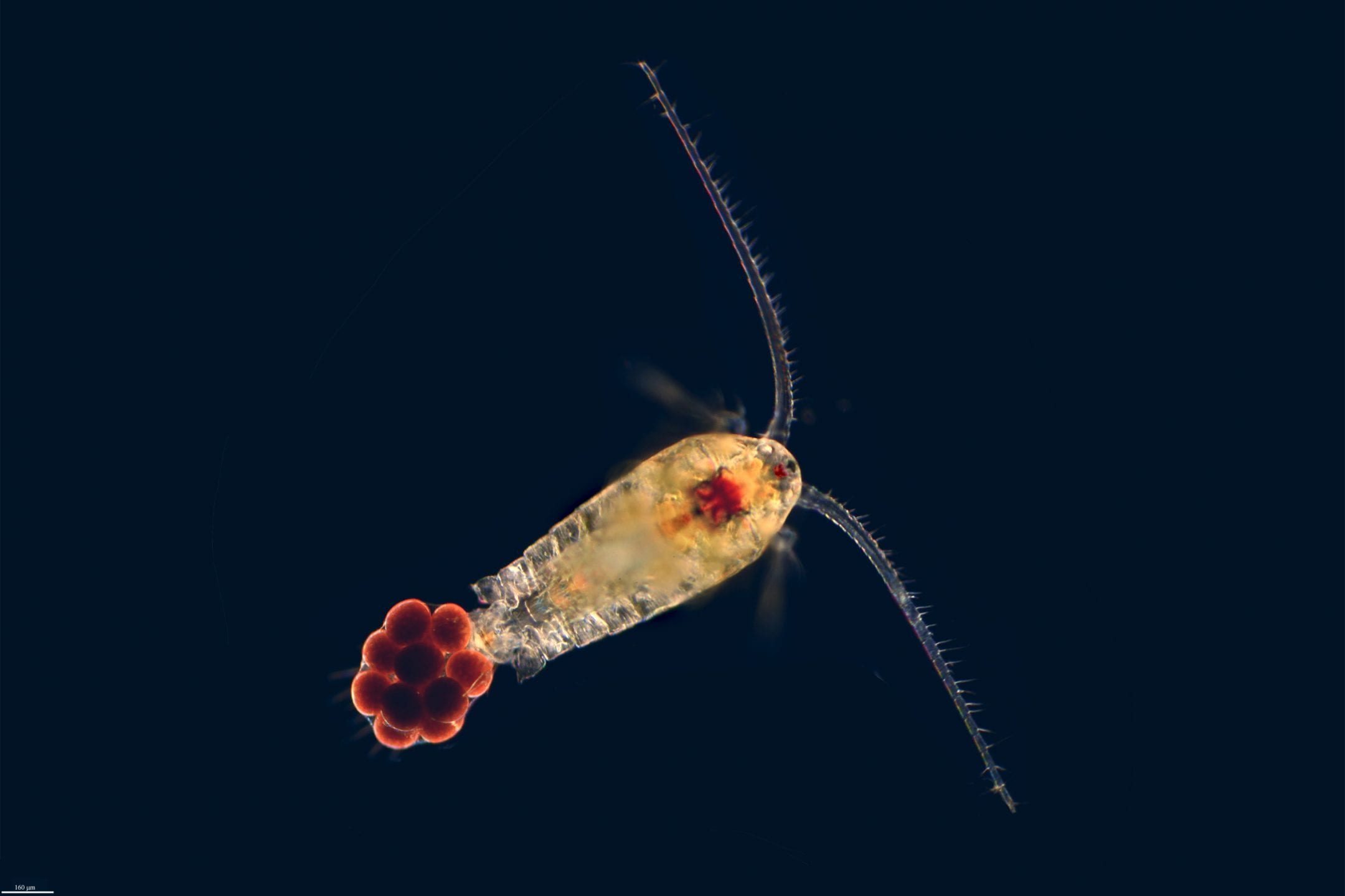 Bristles and Barbs Capture Minute Foods — Biological Strategy — AskNature