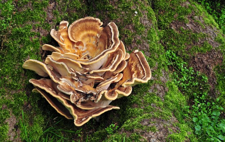 A massive layered fungus grows on a tree covered in moss