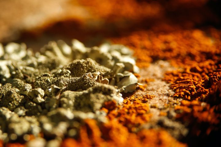 beige lichen to the left side of the frame surrounded by bright orange lichen on the right
