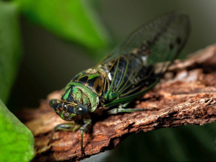 green and black insect on brown tree bark and green plant