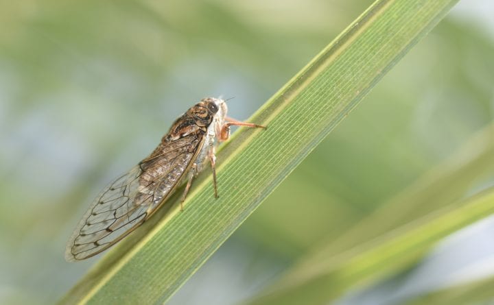 a large light brown with black spots insect sits on a green branch with a blurry green background