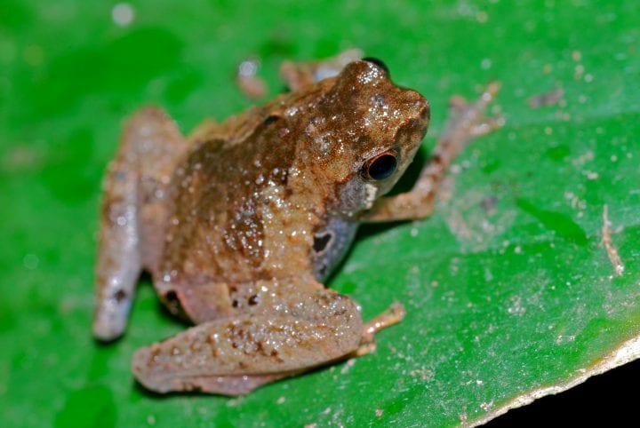 A brown Bornean tree hole frog sits on a green leaf