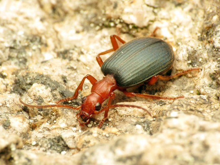 a reddish brown and black beetle walks on a tan rocky surface