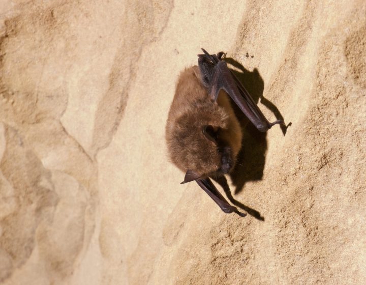 a big brown bat hibernates on the wall of a cave