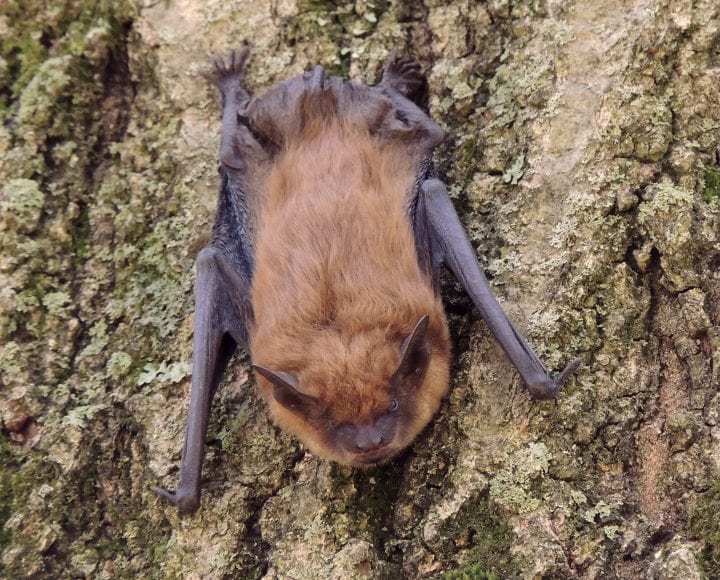 a light brown hairy bat with dark brown wings on a tree