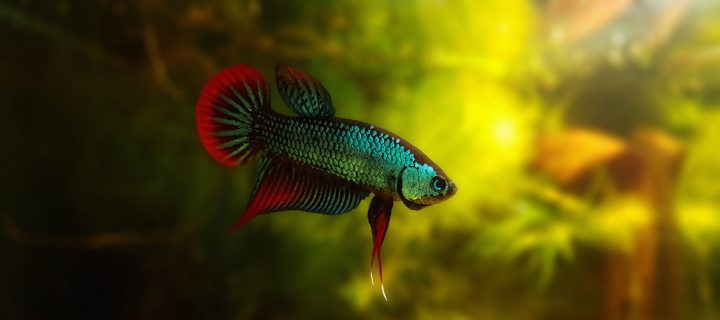 a blue betta fish with red fins swims in a tank