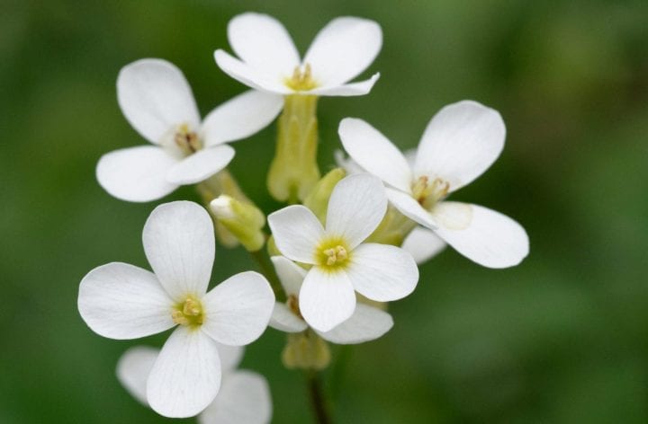 a bunch of small flowers with white petals grow against a blurry green background