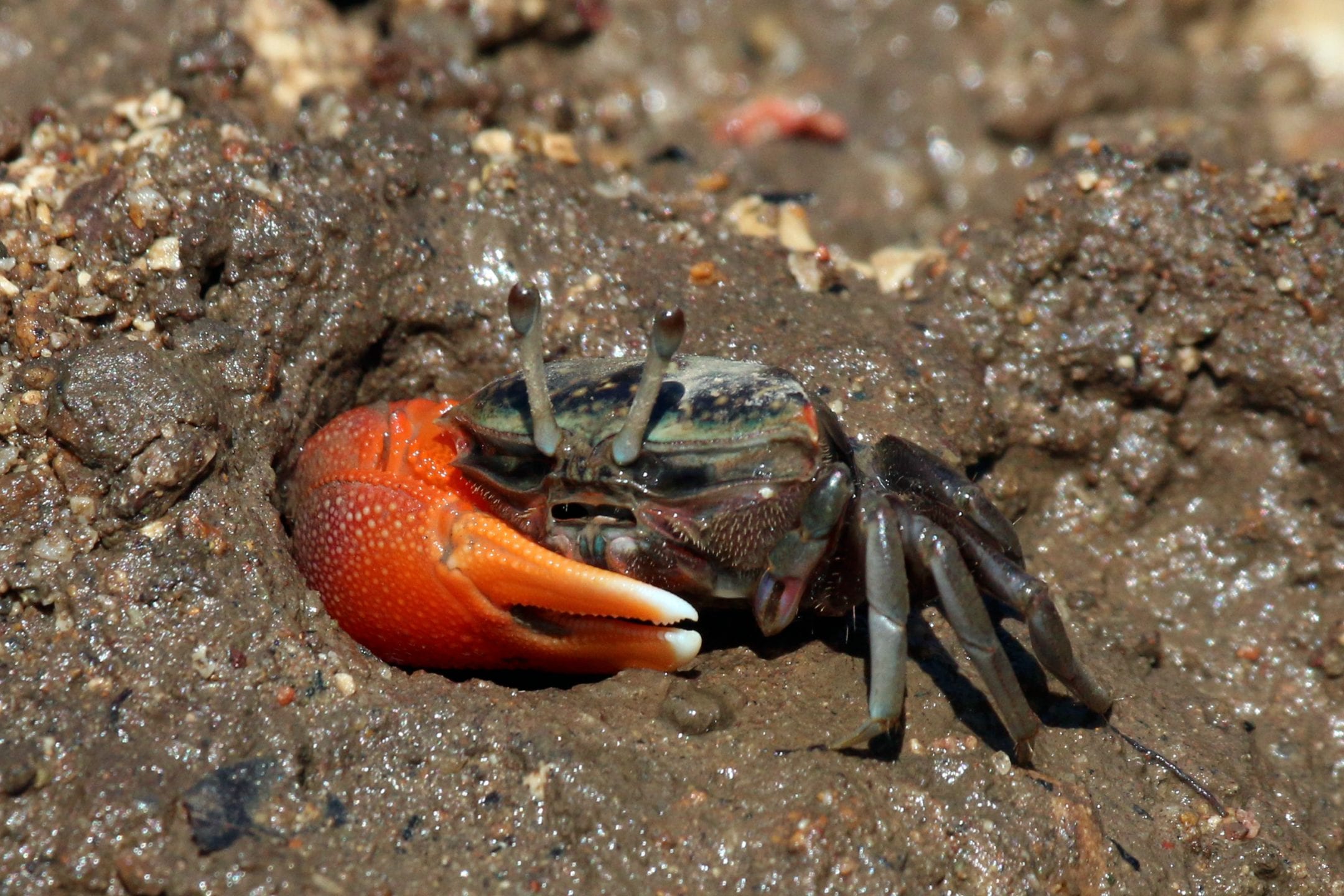 a crab with one large orange claw and a green and brown body in brown, muddy sand