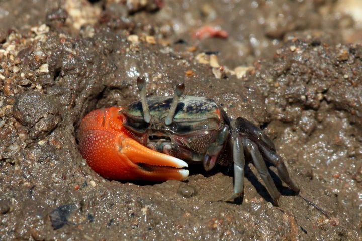 a crab with one large orange claw and a green and brown body in brown, muddy sand