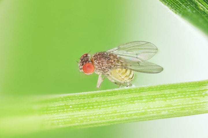 a small yellow fruit fly insect with bright red eyes stands on a green plant with a green background