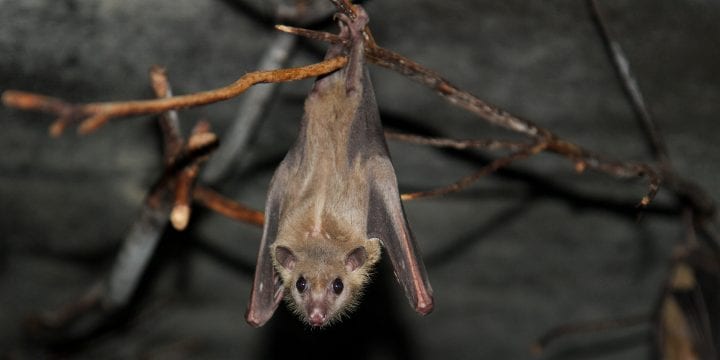 an egyptian fruit bat hangs upsidedown with open eyes