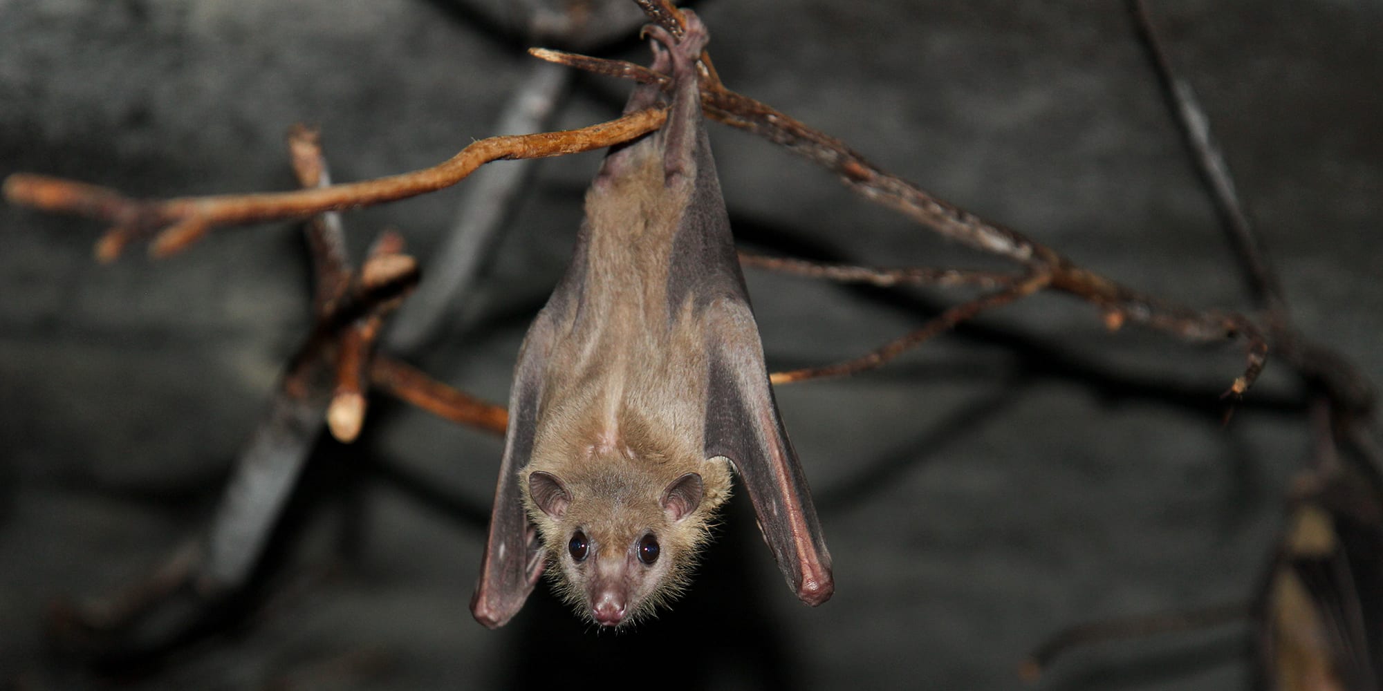 an egyptian fruit bat hangs upsidedown with open eyes