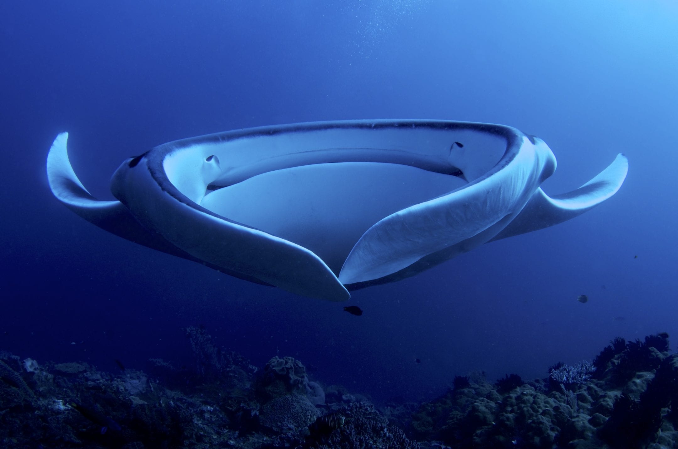 a massive manta ray swims directly forward, full width of their mouth and fins on display in blue waters in Raja Ampat, Indonesia.