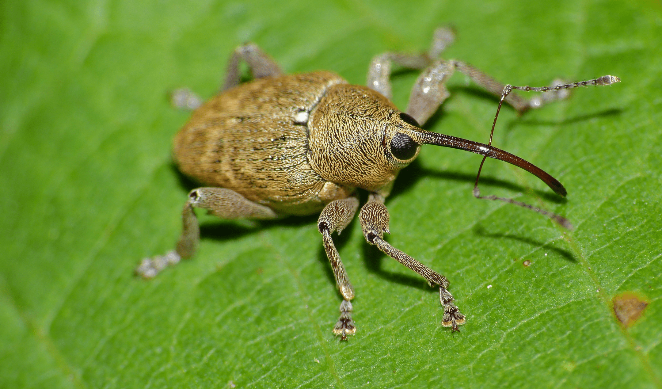 brown beetle on green leaf