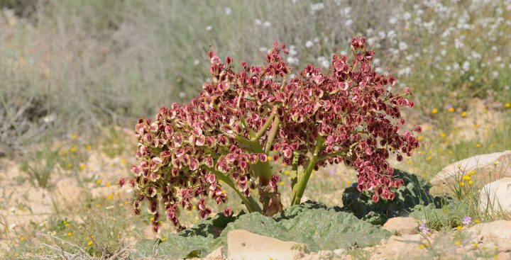 a small bush of thick light green stalks with small red and green flowers stand in the desert with large dark green curving leaves around their base
