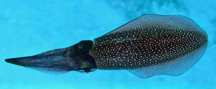 black squid with white polka dots in blue water