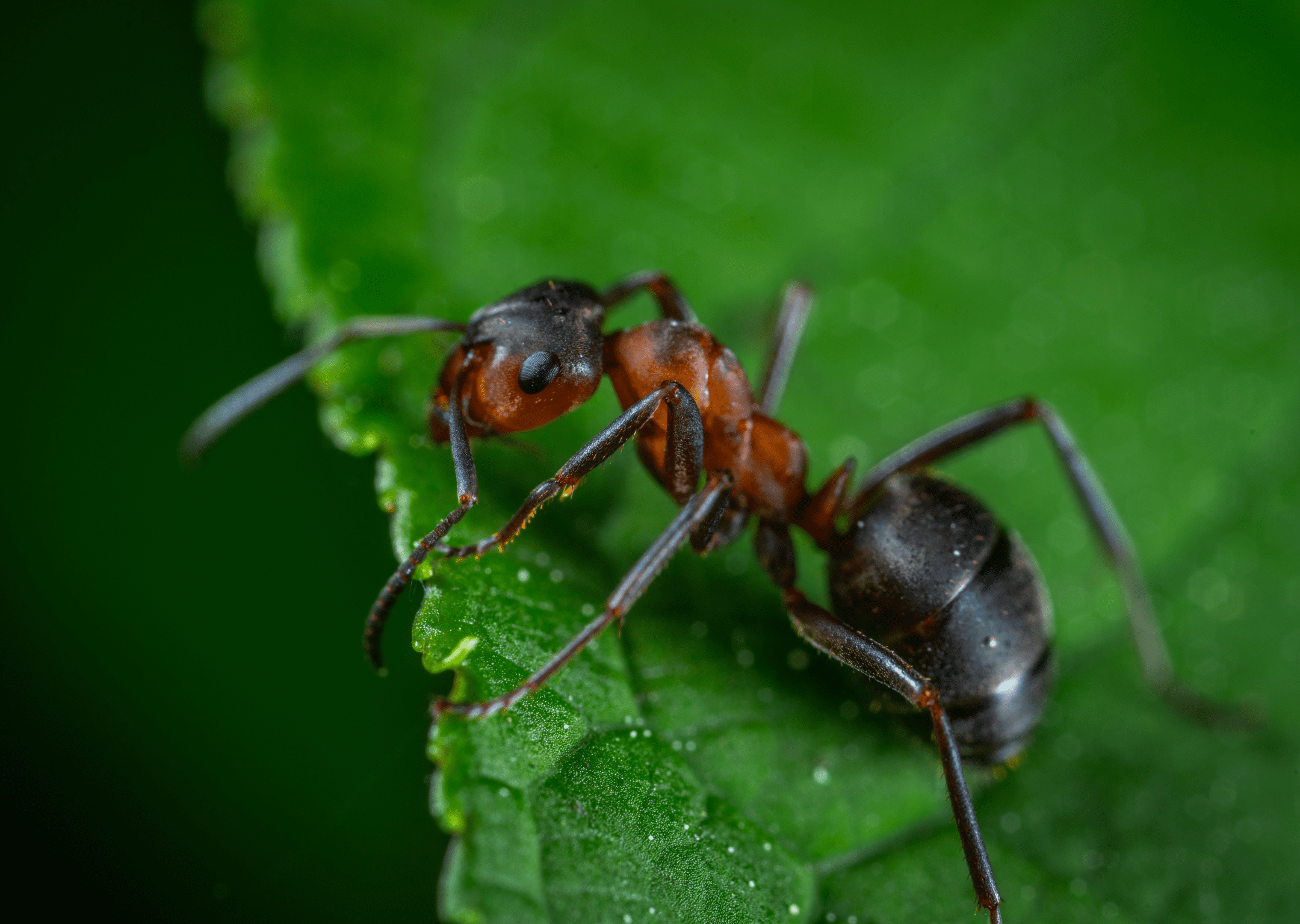 red ant on green leaf