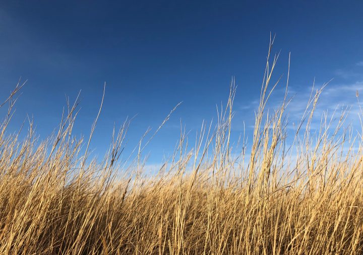 tan grasses grow upwards towards a bright blue sky