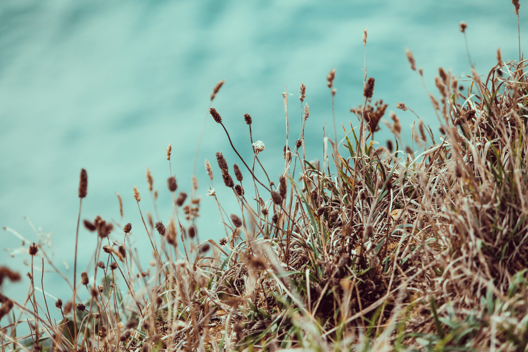 close up of brown and green plants against blue sky