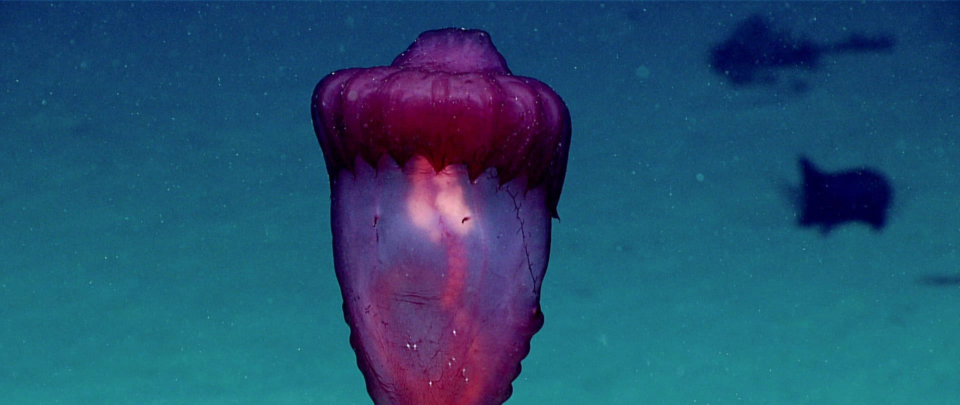 a magenta transparent sea creature floats underwater