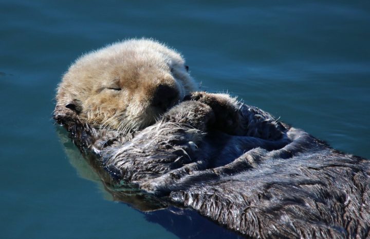a brown sea otter floats on their back, arms crosses and eyes closed, only the fur on their head is dry