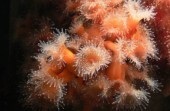 a large group of bright orange sea anemones with many small white tentacles