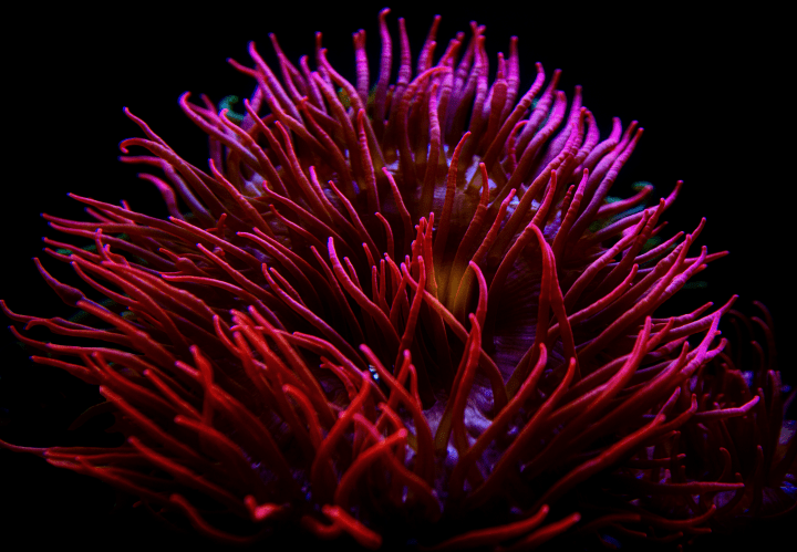 close of photo of red and pink sea animal