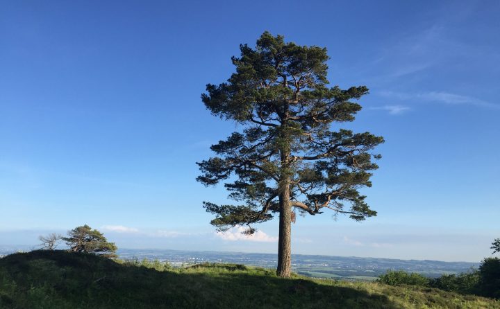 a tall Scots pine tree on a green hill agains a bright blue sky
