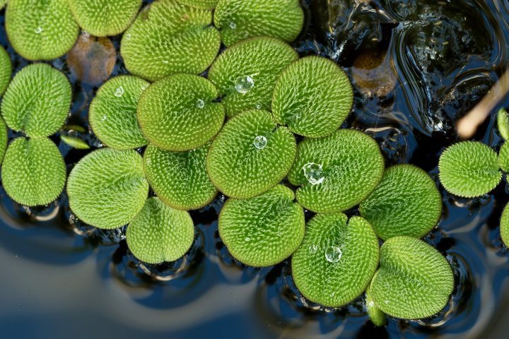 close up photo of a green plant in water