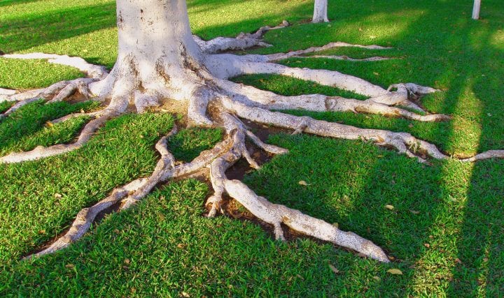a tree with white bark has roots growing over bright green grass